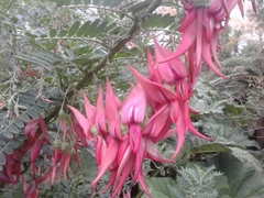 Clianthus puniceus