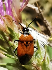 Deraeocoris punctum