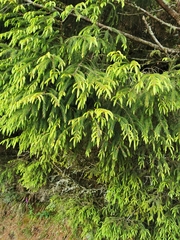 Picea morrisonicola