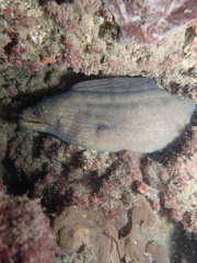 Gymnothorax pseudothyrsoideus
