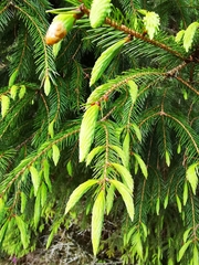 Picea morrisonicola