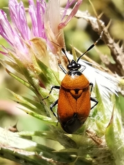 Deraeocoris punctum