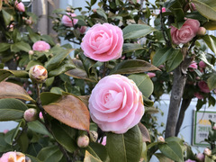 Camellia japonica