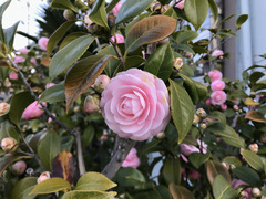 Camellia japonica