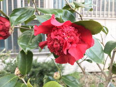 Camellia japonica
