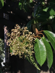 Viburnum odoratissimum