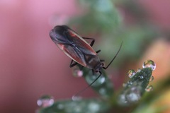 Lopidea marginata