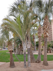 Dypsis decaryi