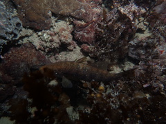 Hypopterus macropterus
