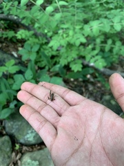 Ceuthophilus maculatus