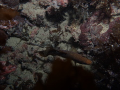 Hypopterus macropterus