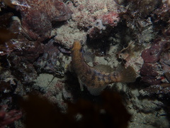 Hypopterus macropterus