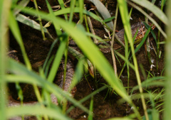 Nerodia erythrogaster