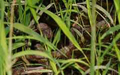 Nerodia erythrogaster