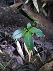 Peperomia obtusifolia