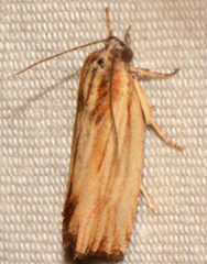 Eucosma radiatana