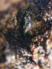 Leptograpsus