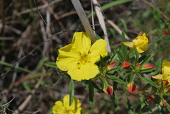 Oenothera serrulata