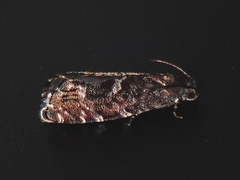 Grapholita packardi