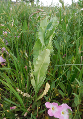 Lactuca sativa