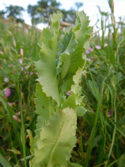 Lactuca sativa