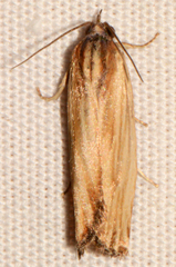 Eucosma radiatana