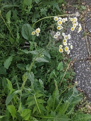 Erigeron philadelphicus