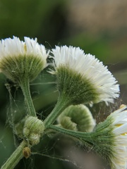 Erigeron philadelphicus