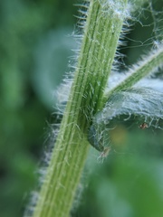 Erigeron philadelphicus