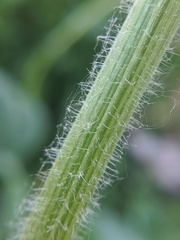 Erigeron philadelphicus