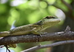 Anolis noblei