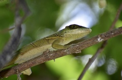 Anolis noblei