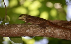 Anolis noblei