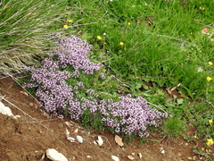 Thymus praecox polytrichus