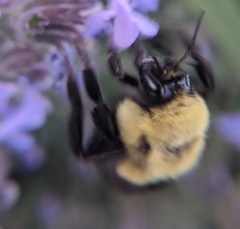 Bombus impatiens