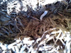 Paranaemia vittigera