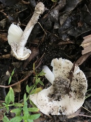 Amanita arenicola
