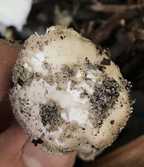 Amanita arenicola
