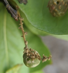 Dryocosmus quercuspalustris