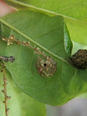 Dryocosmus quercuspalustris