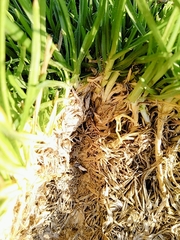 Paranaemia vittigera