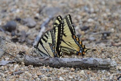 Papilio canadensis