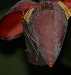 Pteropodidae