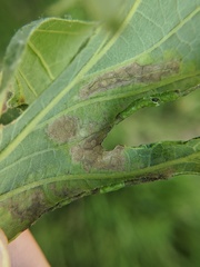 Taphrina caerulescens