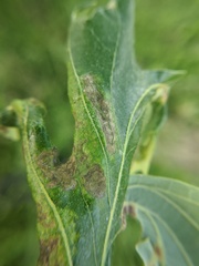Taphrina caerulescens