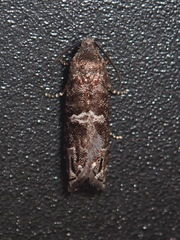 Grapholita packardi