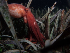 Callistoctopus