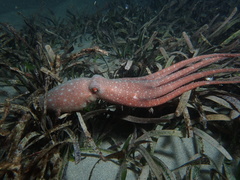 Callistoctopus