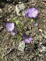 Phacelia linearis