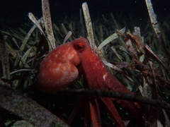 Callistoctopus